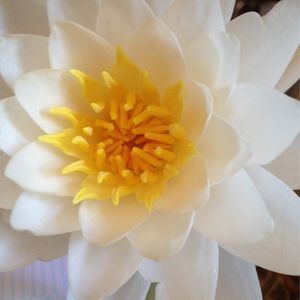 Meet your Posher, Barbara