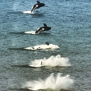 Meet your Posher, Maki