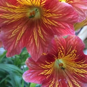 Meet your Posher, Carrie