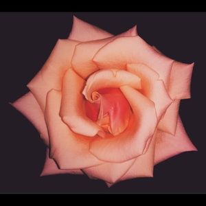 Meet your Posher, Katherine