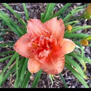 Meet your Posher, Anne