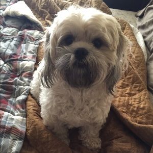 Meet your Posher, Shaadi