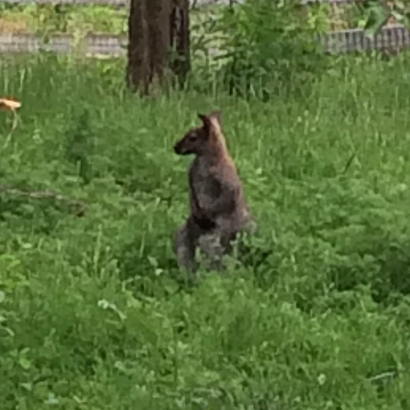 Meet your Posher, Rosa - Picture 1 of 1