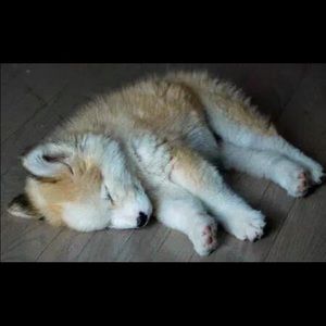 Meet your Posher, Lea