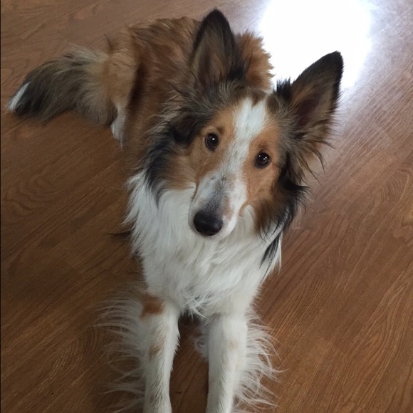 Meet your Posher, Shaylyn - Picture 1 of 1