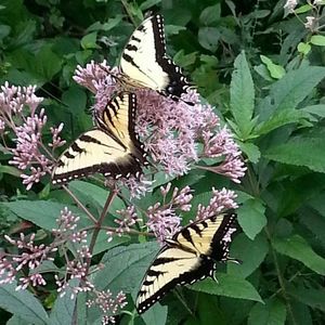 Meet your Posher, Jeanne