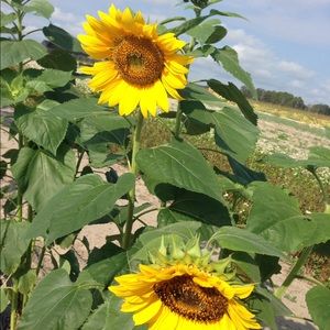 Meet your Posher, Nancy