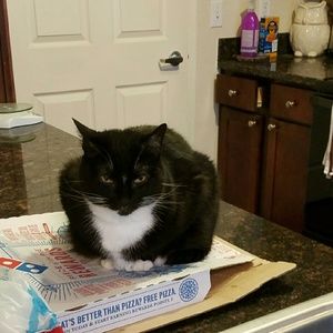 Meet your Posher, Cat