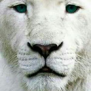 Meet your Posher, Mona