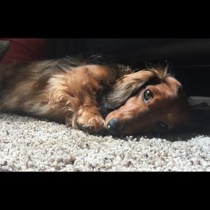 Meet your Posher, Lori