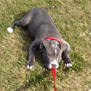 Meet your Posher, Niko