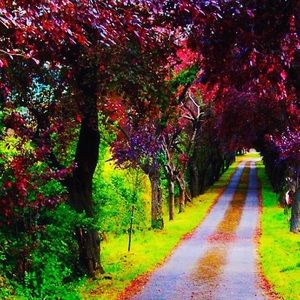 Meet your Posher, Lily