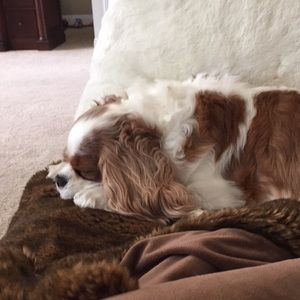 Meet your Posher, Bridget