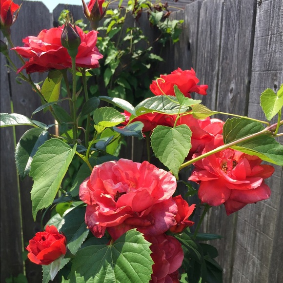 Meet your Posher, Kara