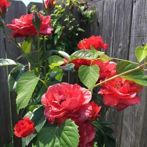 Meet your Posher, Kara