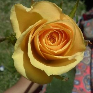 Meet your Posher, Dane