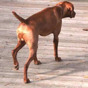 Meet your Posher, Earl