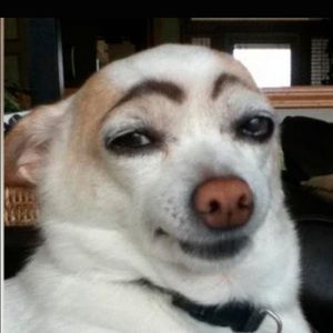 Meet your Posher, Dena