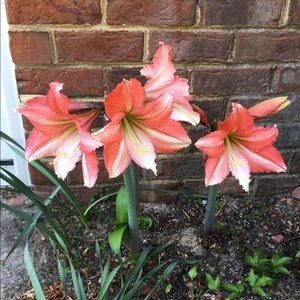 Meet your Posher, Camilla