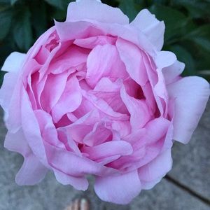 Meet your Posher, Aimee