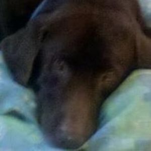 Meet your Posher, Pam