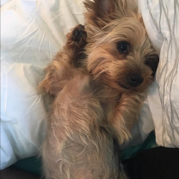 Meet your Posher, Mo - Picture 3 of 4