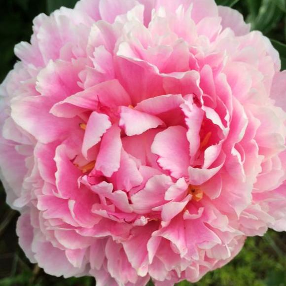 Meet your Posher, Tracy