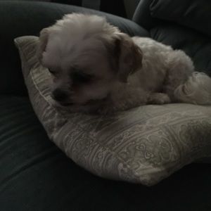 Meet your Posher, Krista