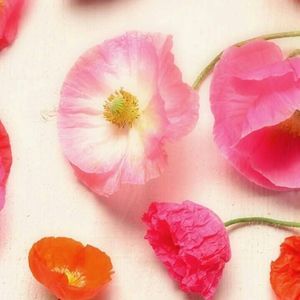 Meet your Posher, Nichole