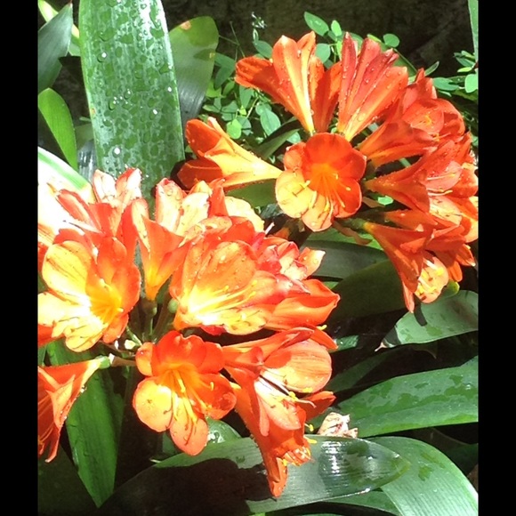 Meet your Posher, Sophia - Picture 1 of 1