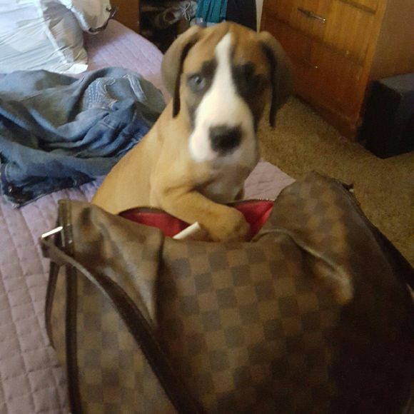 Meet your Posher, Wanda - Picture 1 of 1