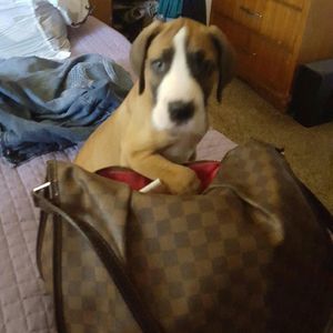 Meet your Posher, Wanda