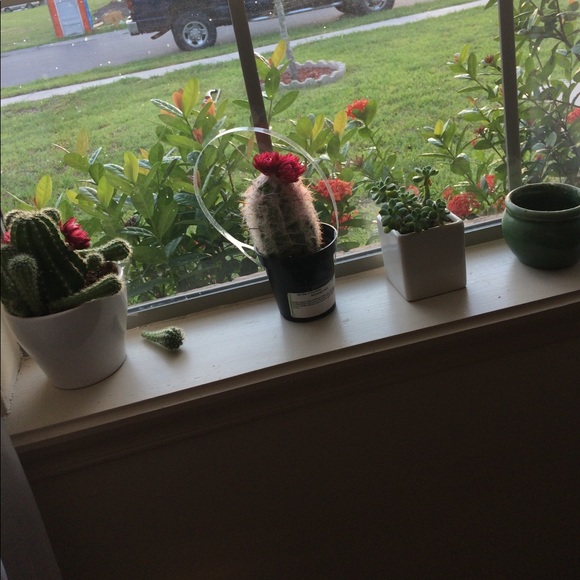 Meet your Posher, Sarai - Picture 2 of 2