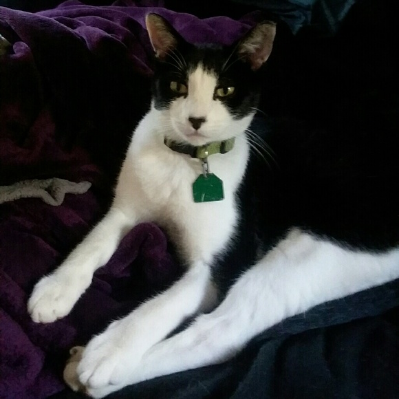 Meet your Posher, Bonnie - Picture 2 of 8