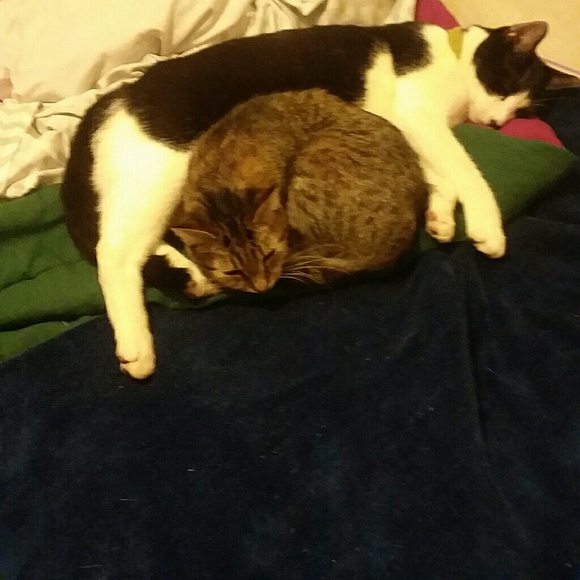 Meet your Posher, Bonnie - Picture 3 of 8