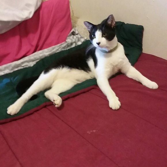 Meet your Posher, Bonnie - Picture 4 of 8