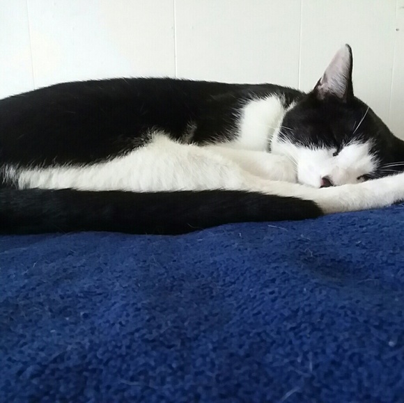 Meet your Posher, Bonnie - Picture 5 of 8