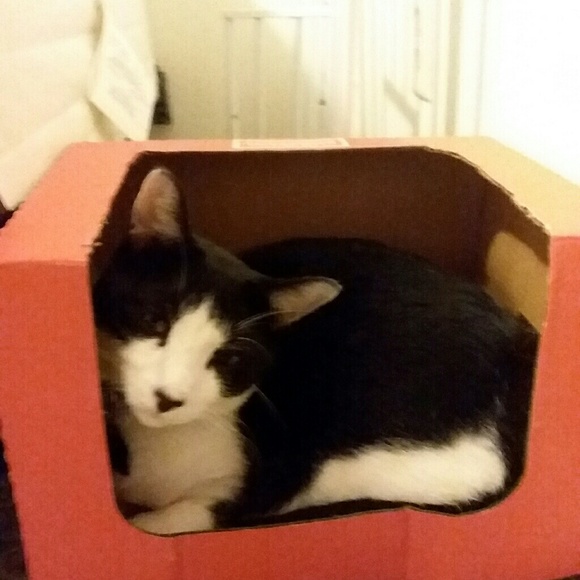 Meet your Posher, Bonnie - Picture 6 of 8