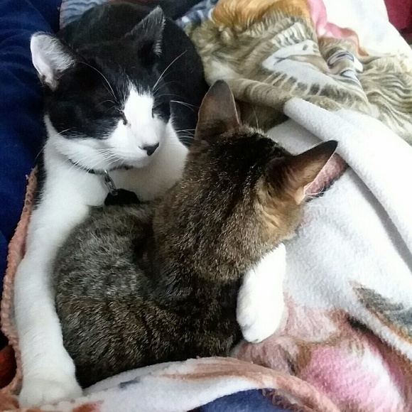 Meet your Posher, Bonnie - Picture 7 of 8