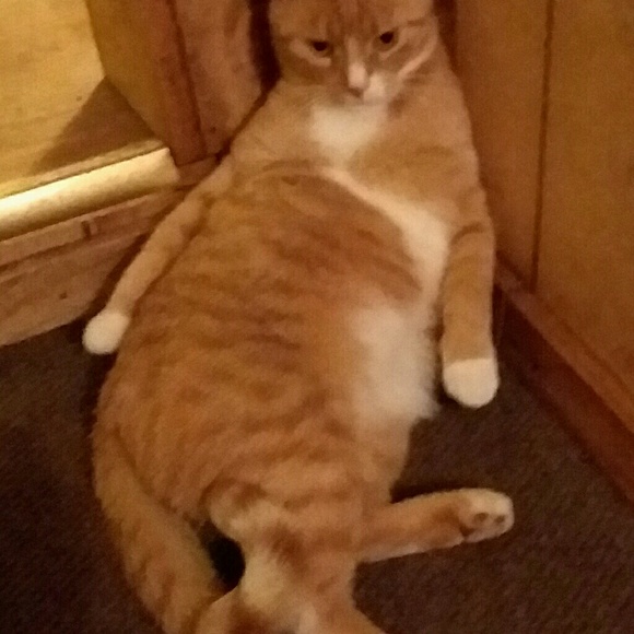 Meet your Posher, Bonnie - Picture 8 of 8