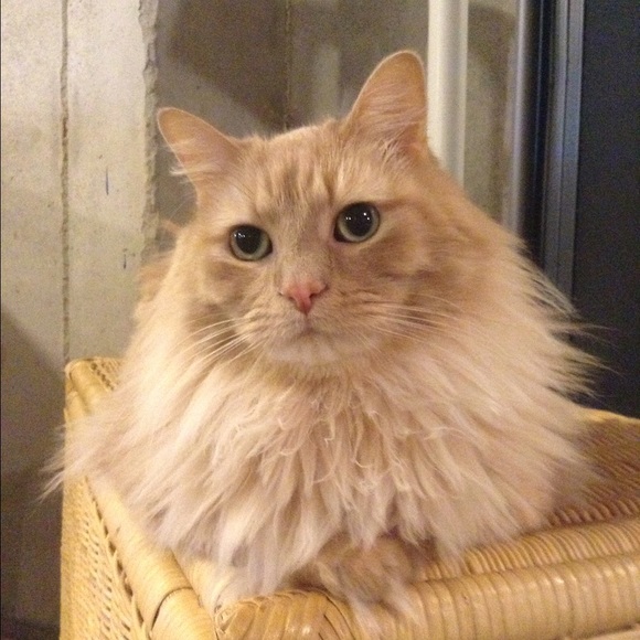 Meet your Posher, Alishka