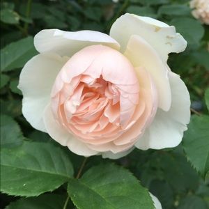 Meet your Posher, Anne