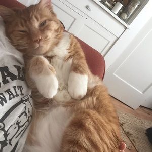 Meet your Posher, Frances