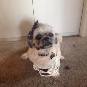 Meet your Posher, Barbara