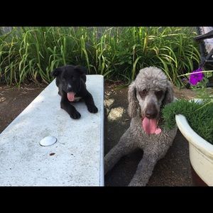 Meet your Posher, Carly