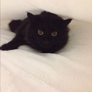 Meet your Posher, Molly
