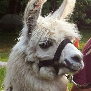 Meet your Posher, Jenna