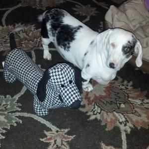 Meet your Posher, Sandy