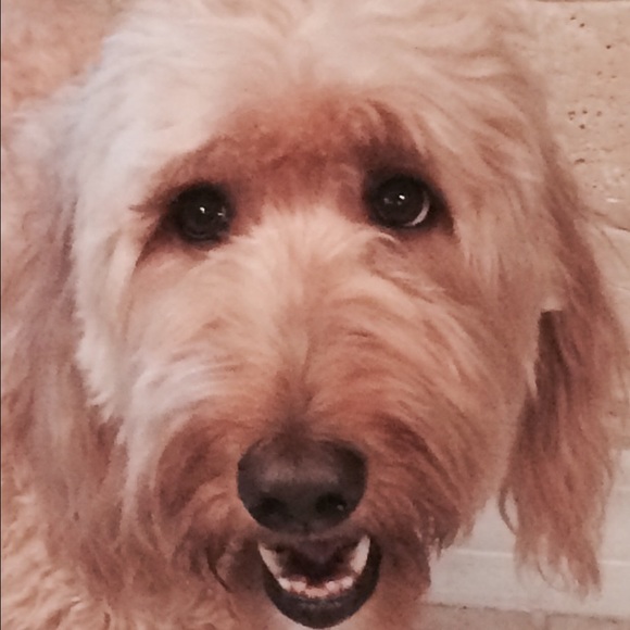 Meet your Posher, Natalia - Picture 2 of 4