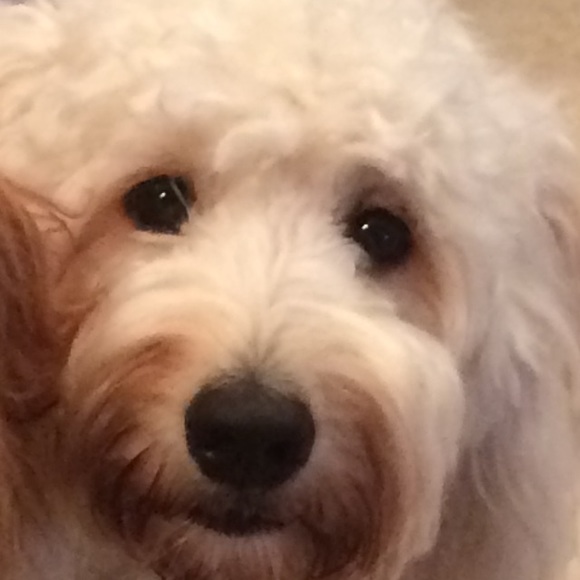 Meet your Posher, Natalia - Picture 4 of 4